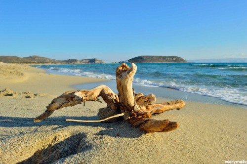 Driftwood